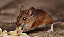24 Hour & Emergency Exterminators in Ohley, WV